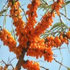 seabuckthorn - Kinnaur Organic Drinks & Fo...