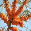 seabuckthorn - Kinnaur Organic Drinks & Foods Pvt Ltd