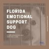 Florida Emotional Support Dog - Picture Box