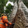 Tree removal Auckland - Specimen Treecare