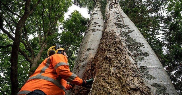 Tree removal Auckland Specimen Treecare
