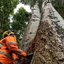 Tree removal Auckland - Specimen Treecare