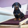 Dog-Ramps-Australia - Doggy Ramps