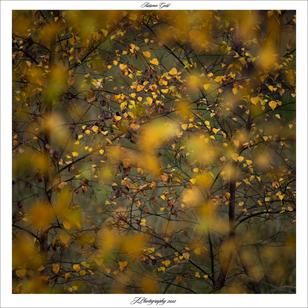  DSC4501 WS 1476 Autumn Gold - 