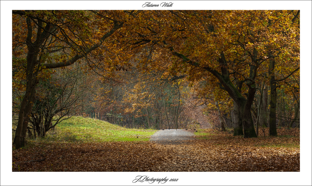  DSC4492 Domeinen Herfst 2 Autumn Walk - 