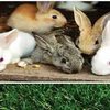 How to Start Rabbit Farming ffreedom app