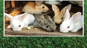 rabbit farming course 16271308101 How to Start Rabbit Farming ffreedom app