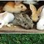 rabbit farming course 16271... - How to Start Rabbit Farming ffreedom app