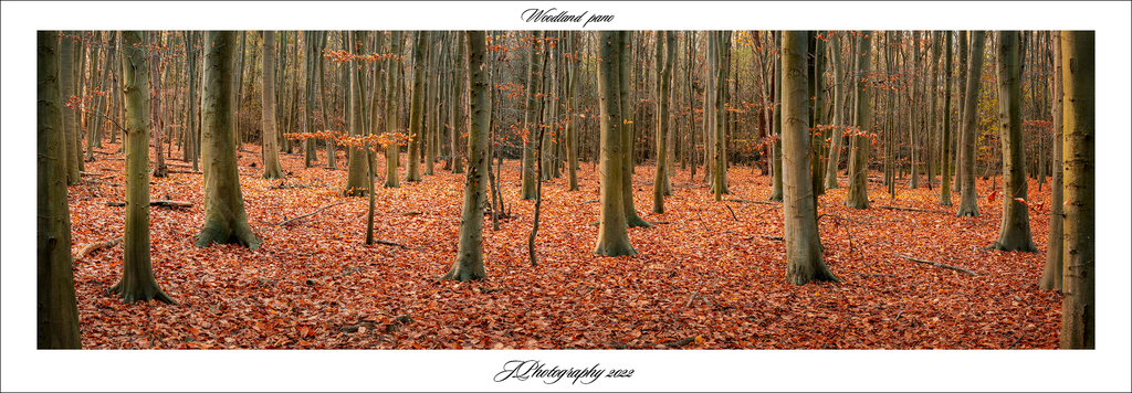  DSC4545-Pano bew 1776ws woodland  pano - 