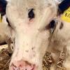 cow born with three eyes - PLC pictures