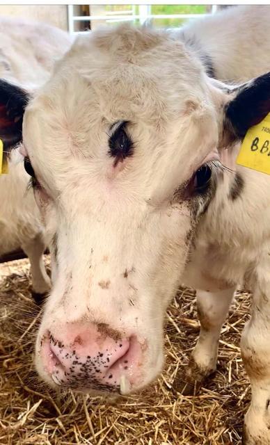 cow born with three eyes PLC pictures