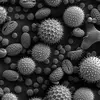 pollen-image-plants - PLC pictures