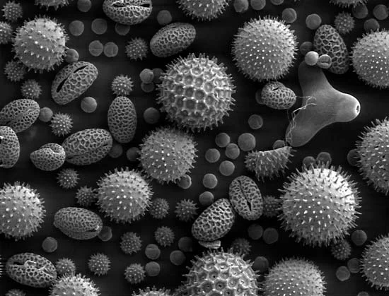 pollen-image-plants PLC pictures