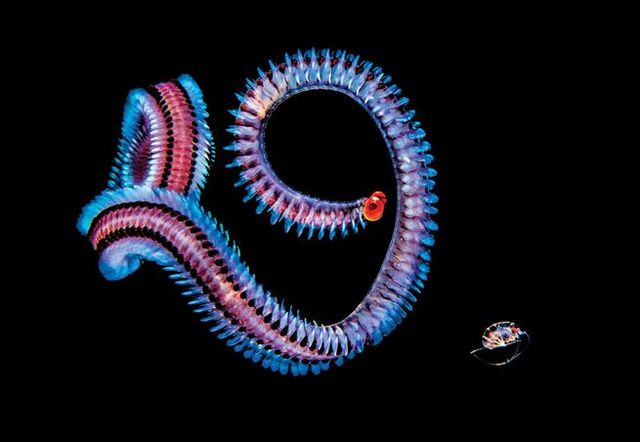 blackwater-worm-tahiti-fabien-michenet PLC pictures