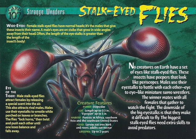 Stalk-Eyed Flies front PLC pictures
