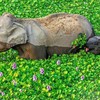 elephants - PLC pictures