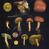 boletus campestris 01 - PLC pictures