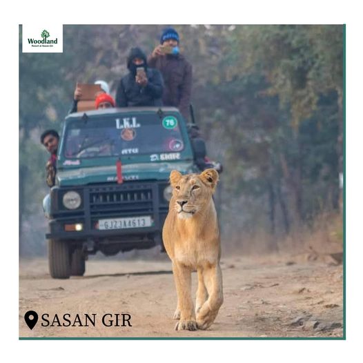 best-resorts-in-Sasan Gir- woodland Best Resorts in Sasan Gir - Woodland Resort Sasan Gir