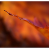 Autumn Colour 2022 2 - Close-Up Photography