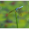 Little River Dragonfly 2022 2 - Close-Up Photography