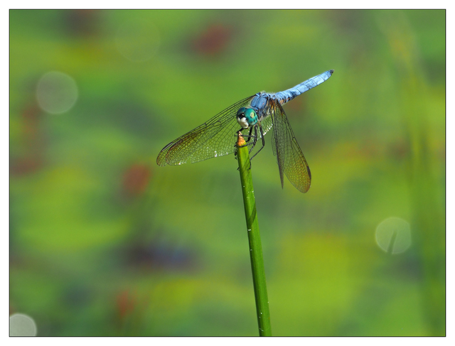 Little River Dragonfly 2022 2 Close-Up Photography