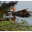 Little River Duck 2022 - Wildlife