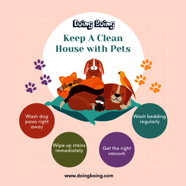 Keep a Clean House with Pets Instagram Post Doing Boing