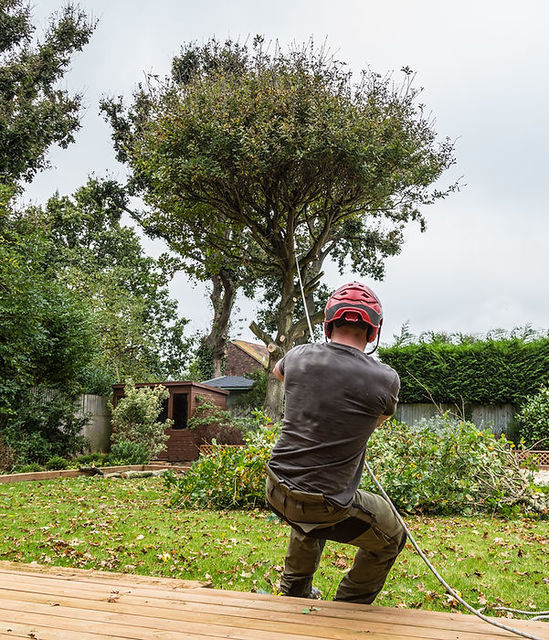 Tree Removal Wirral Picture Box