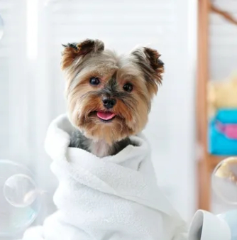 Dog Grooming Services Picture Box