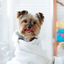Dog Grooming Services - Picture Box