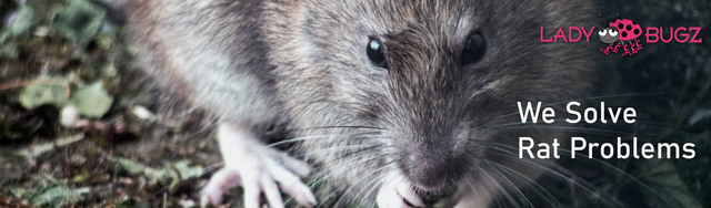 Mouse Pest Control Picture Box