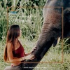 Elephant Freedom Project