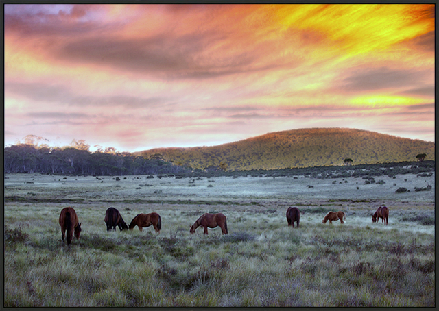 Canvas-black-a75634633s Brumbies in the field Aust ArtFramed