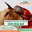 Cow Hug Day (1) - Picture Box