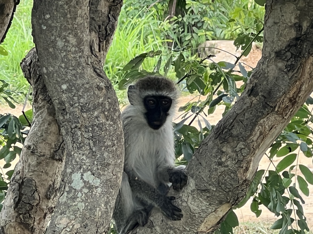 8C997EC2-83DB-49FE-98A0-4CC4BAFC4F13 - 13 07 02