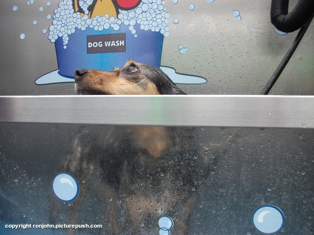 Dolly Dogwash 11-02-23 4 Various Outdoors from 2002 to present