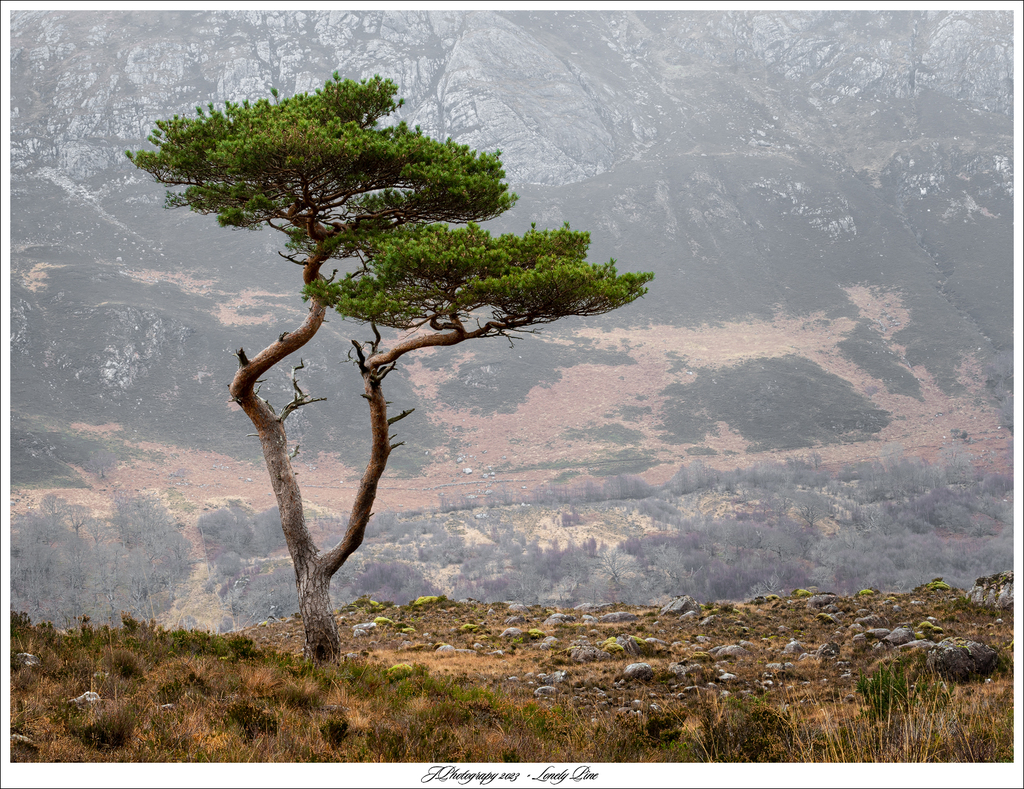  DSC4875 LTreeWS K Lonely Pine - 