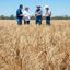 Seed-Dressing - Picture Box