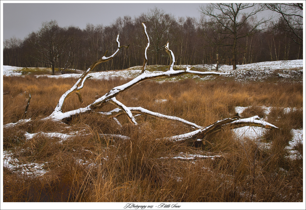  DSC5206 Lay Fl WS A little Snow - 