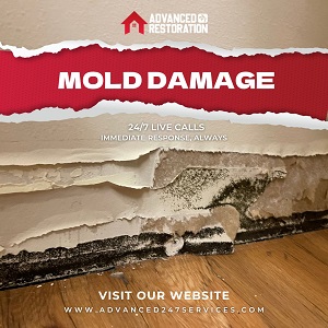 Mold removal Advanced 24/7 Water Damage Restoration â€“ Denver