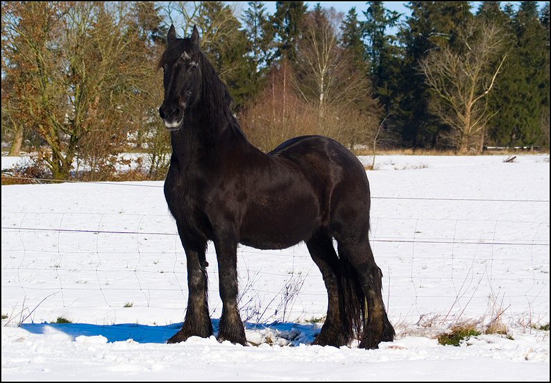 2 - Friesje in de sneeuw maart