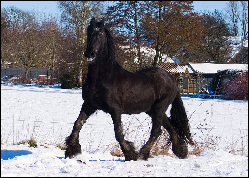 4 - Friesje in de sneeuw maart