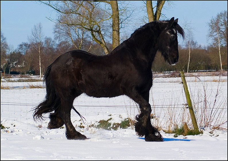 5 - Friesje in de sneeuw maart
