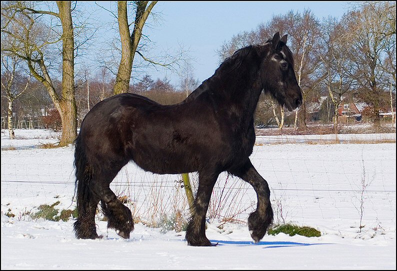 6 - Friesje in de sneeuw maart