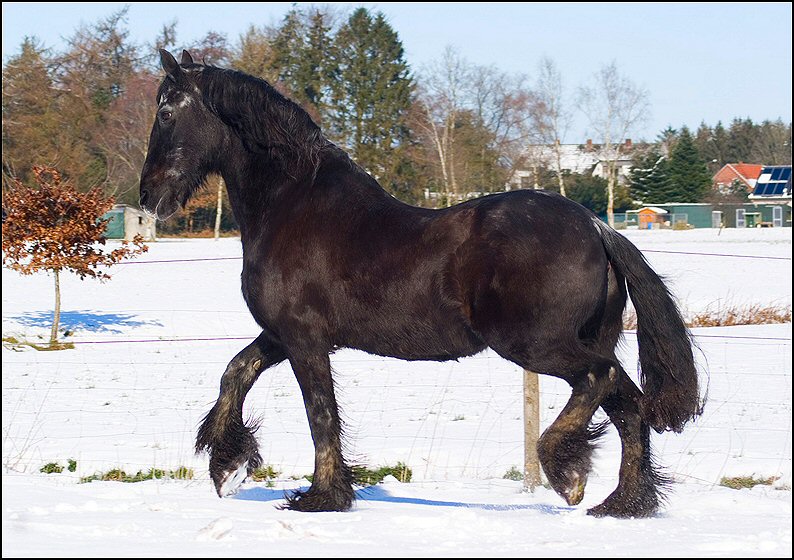 14 - Friesje in de sneeuw maart