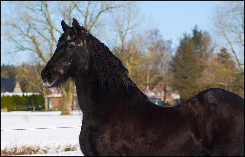 47 - Friesje in de sneeuw maart