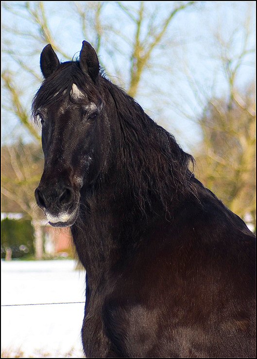 50 - Friesje in de sneeuw maart