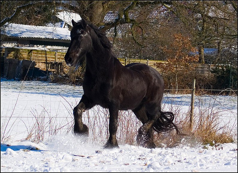 75 - Friesje in de sneeuw maart