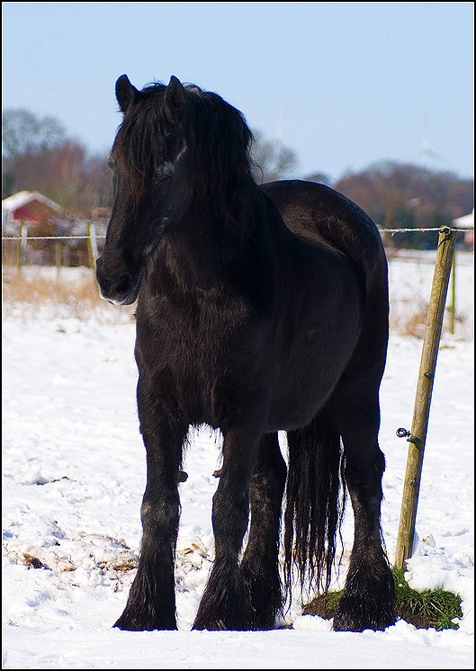 102 - Friesje in de sneeuw maart